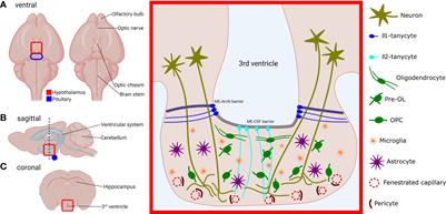 The Properties and Functions of Glial Cell Types of the Hypothalamic Median Eminence